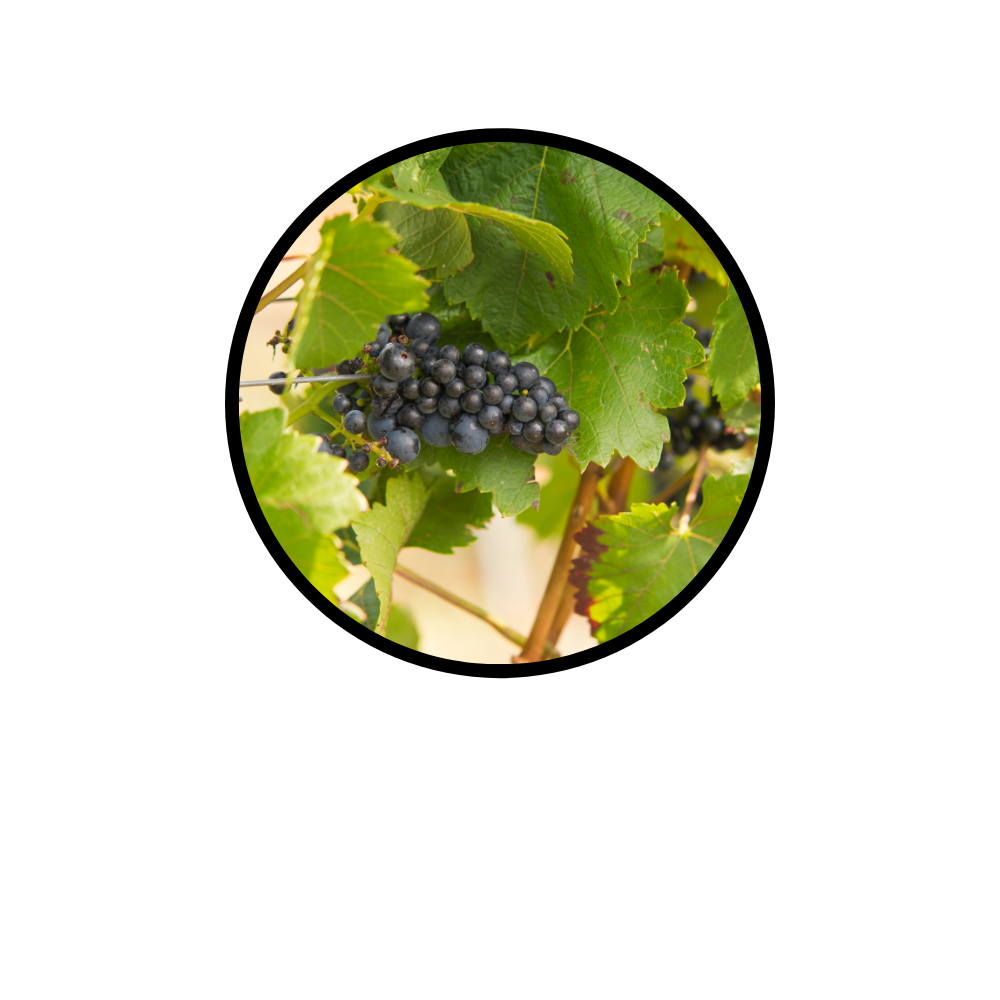 viticulteur