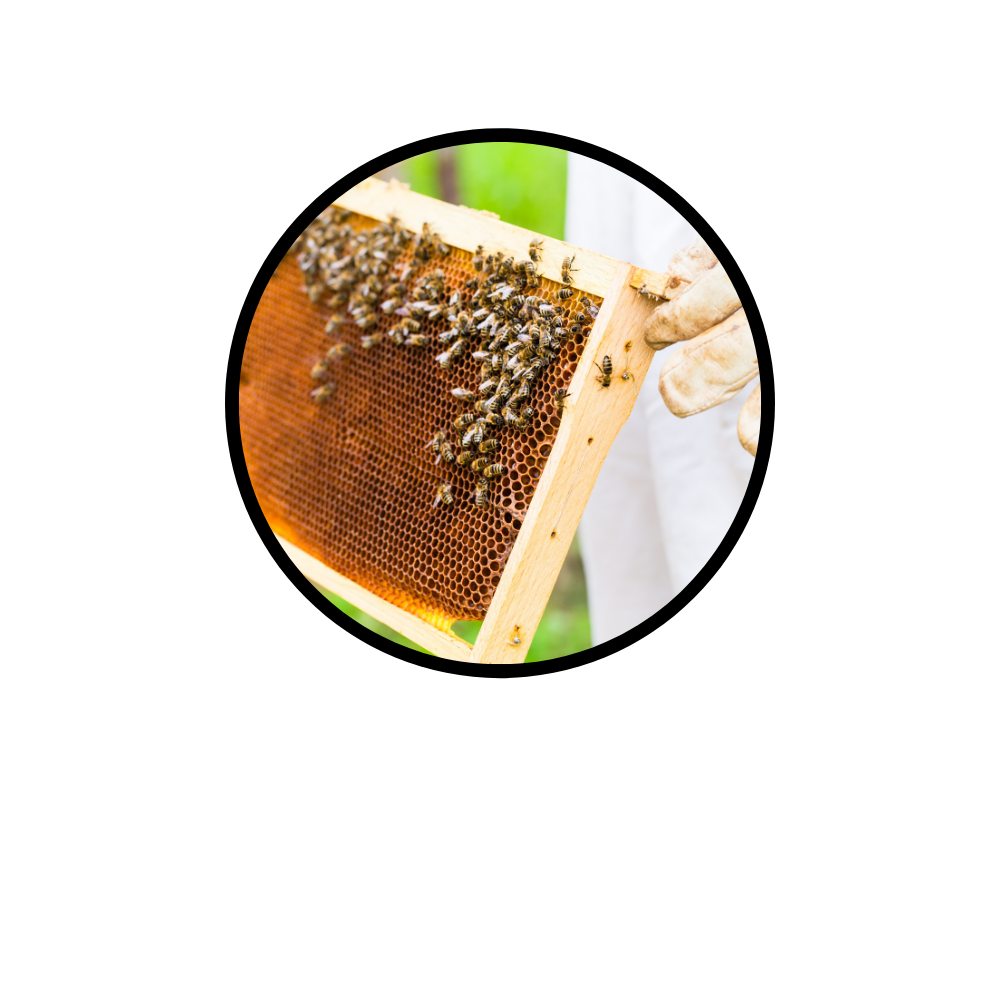 Apiculteur